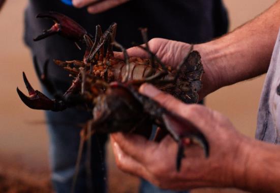 水質在線監測儀對小龍蝦養殖水的重要因素是什么 水質在線監測儀對小龍蝦養殖水的重要因素是什么